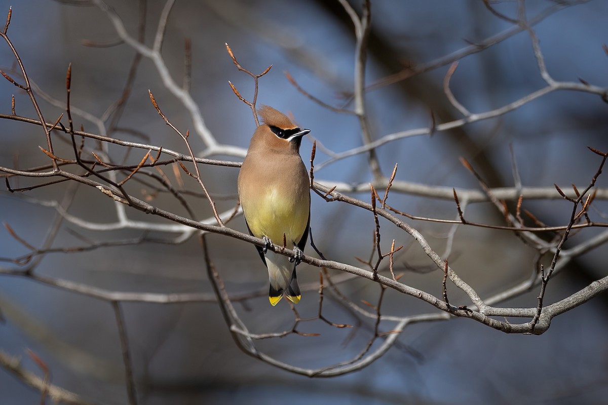Cedar Waxwing - ML650935523