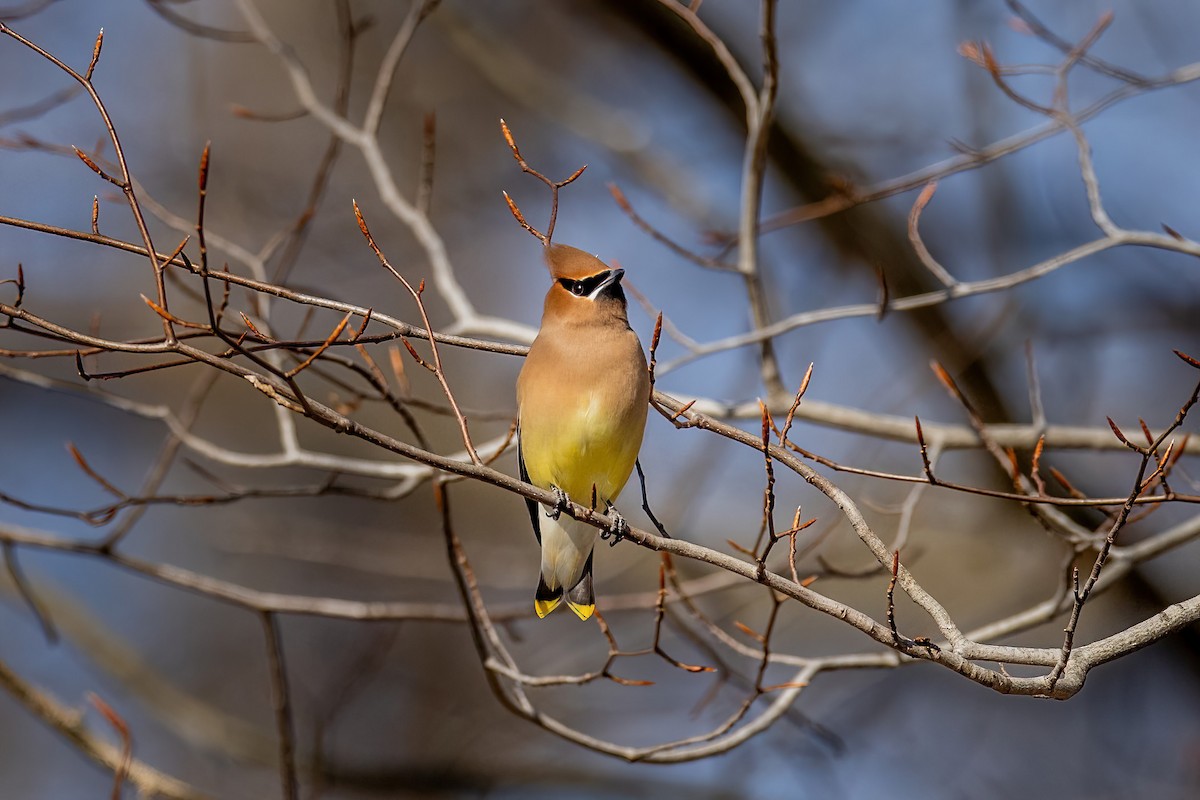Cedar Waxwing - ML650935524