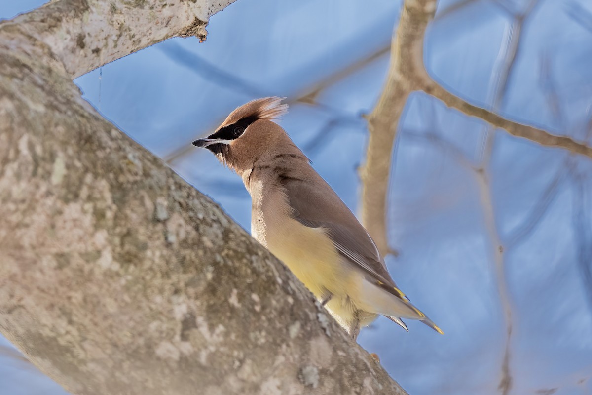Cedar Waxwing - ML650935527