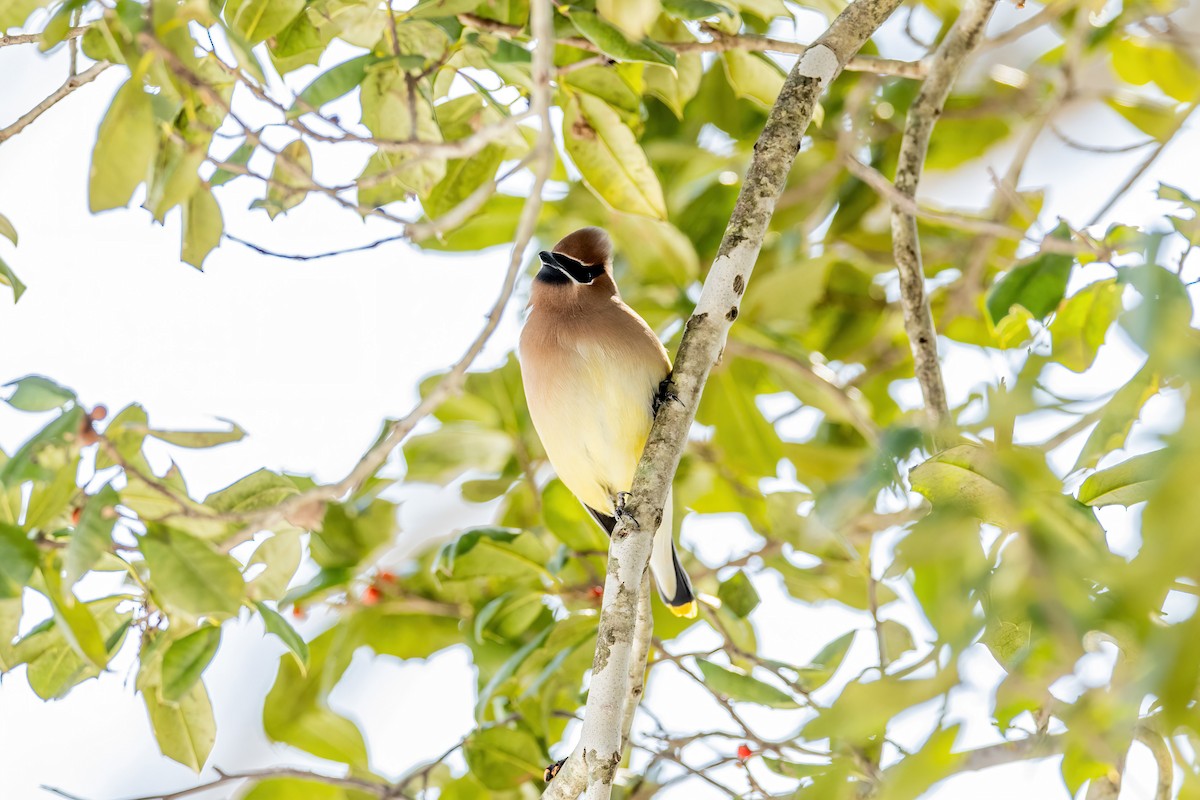 Cedar Waxwing - ML650935528