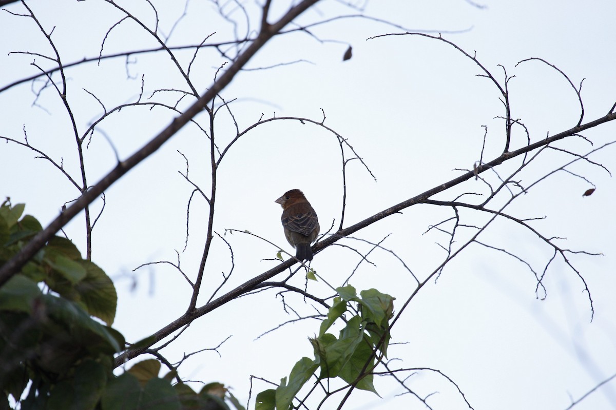 Blue Grosbeak - ML650935568