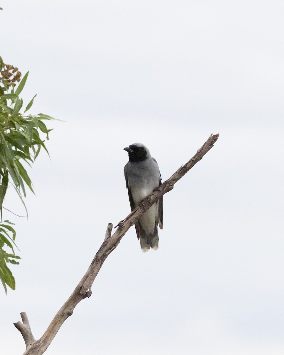 Black-faced Cuckooshrike - ML650935868