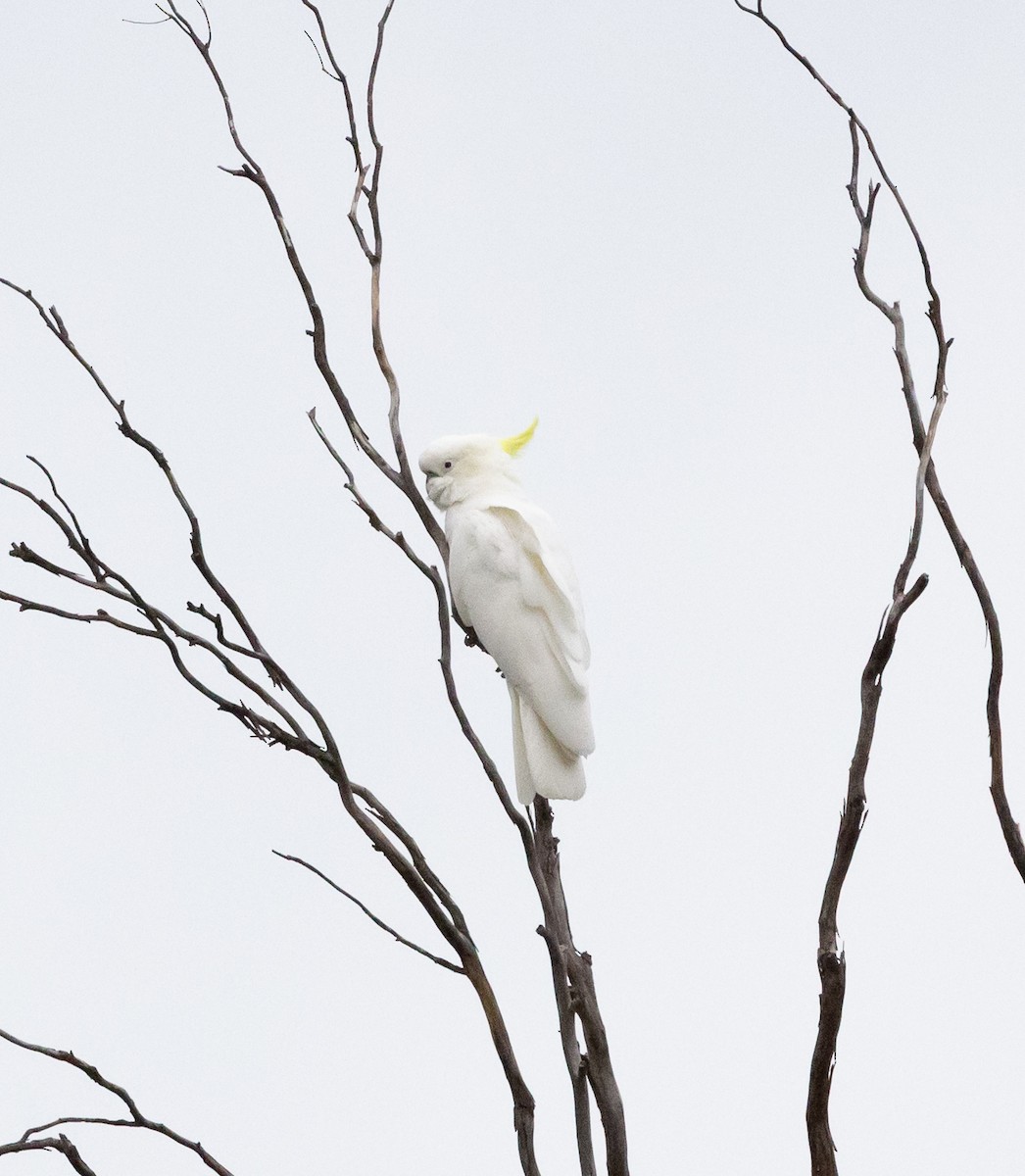Sulphur-crested Cockatoo - ML650935880