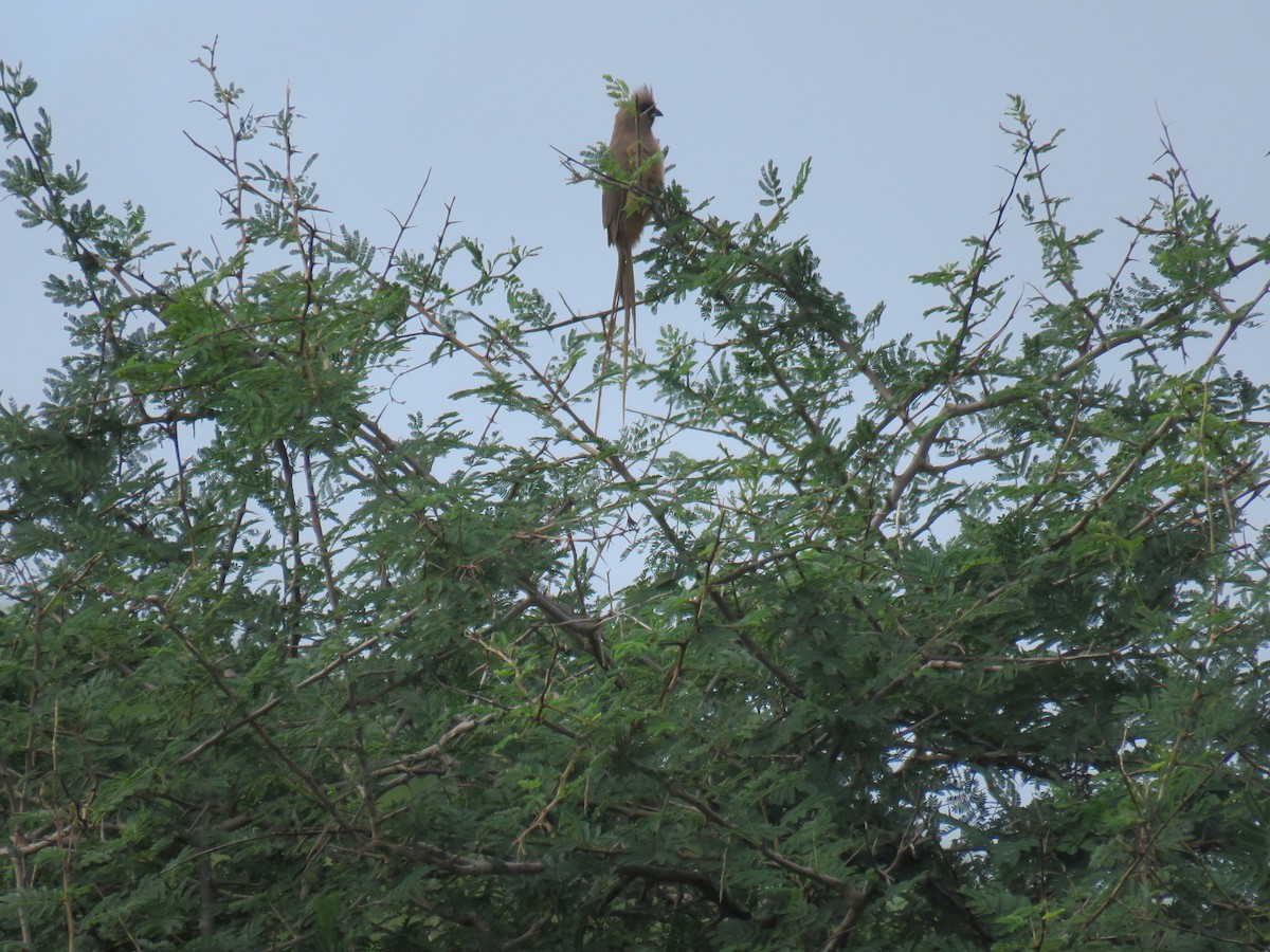 Бурокрылая птица-мышь - ML650936029