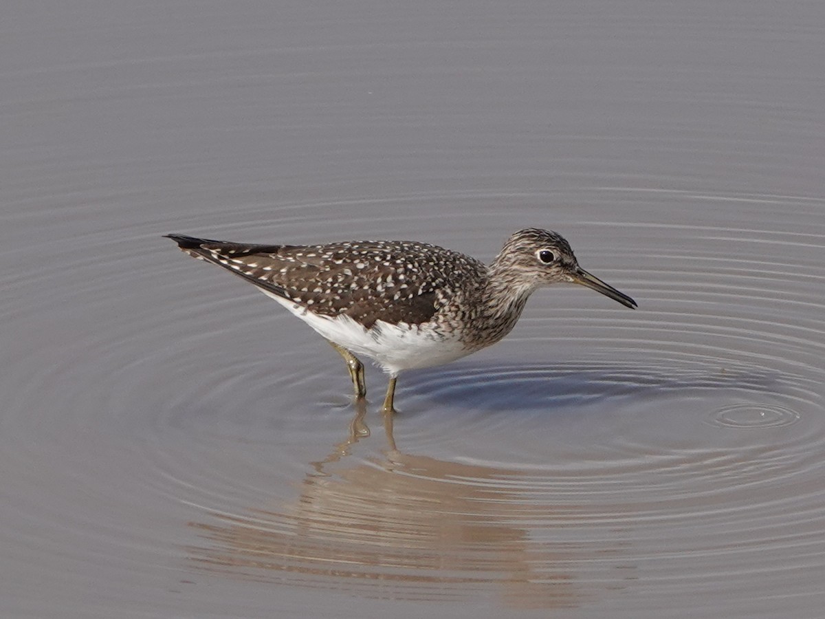 Solitary Sandpiper - ML650936119
