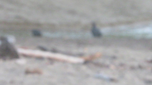 kondor havranovitý - ML650936178