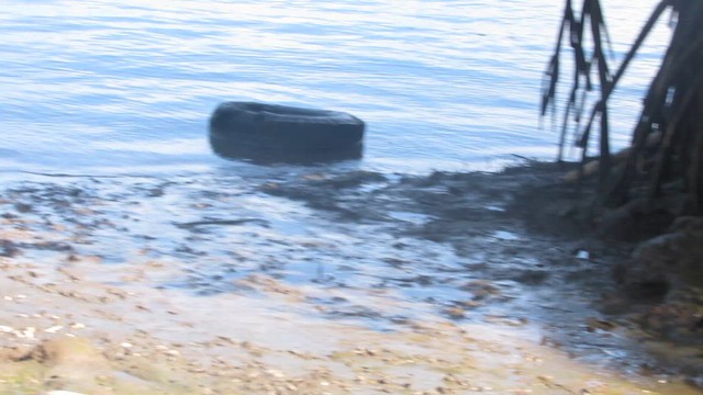 kondor havranovitý - ML650936180