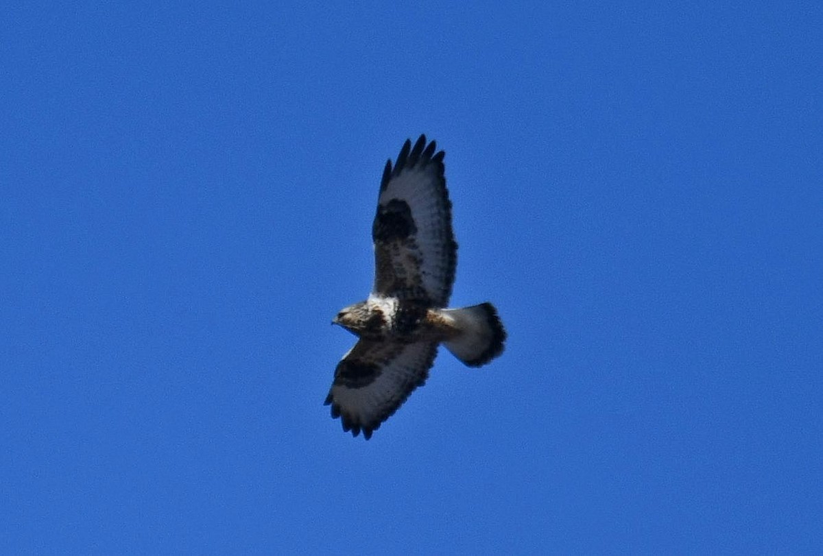 eBird Checklist - 14 Feb 2026 - Rough-legged Hawk - County H between ...