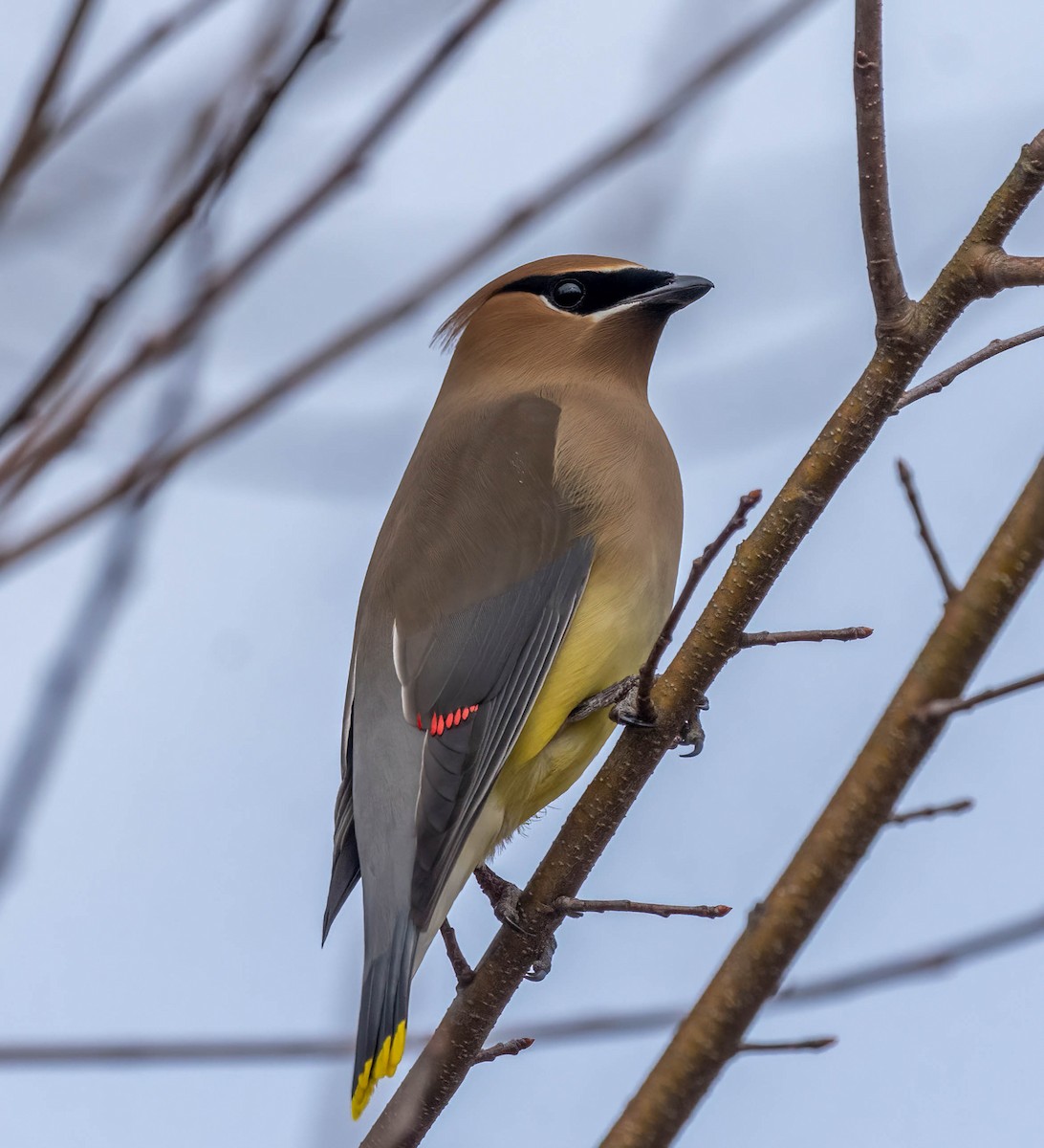 Cedar Waxwing - ML650936502