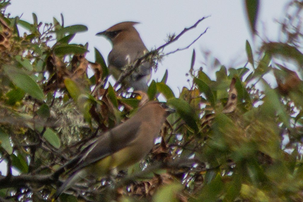Cedar Waxwing - ML650936591