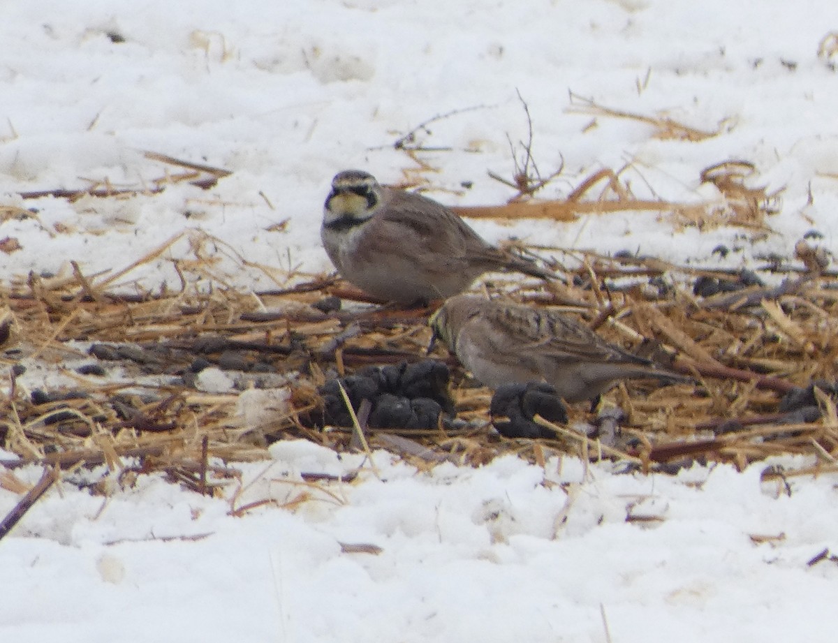 Horned Lark - ML650936697