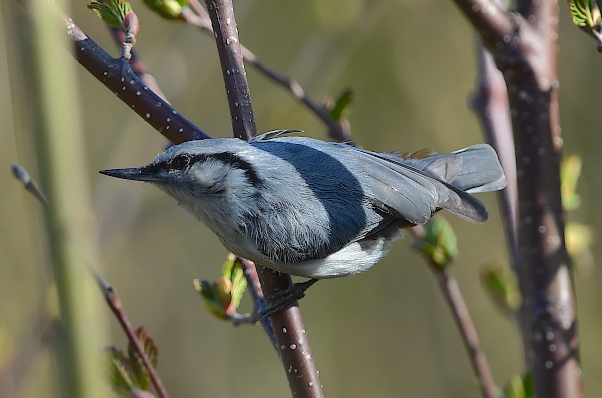 Eurasian Nuthatch (White-bellied) - ML650936832