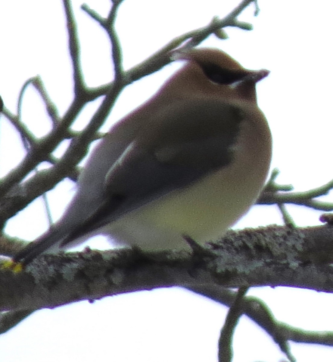 Cedar Waxwing - ML650937058