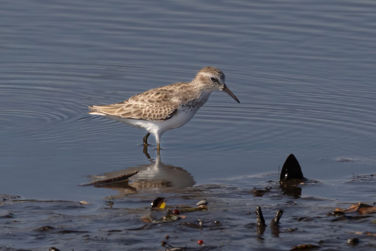 Txirri nanoa - ML650937229