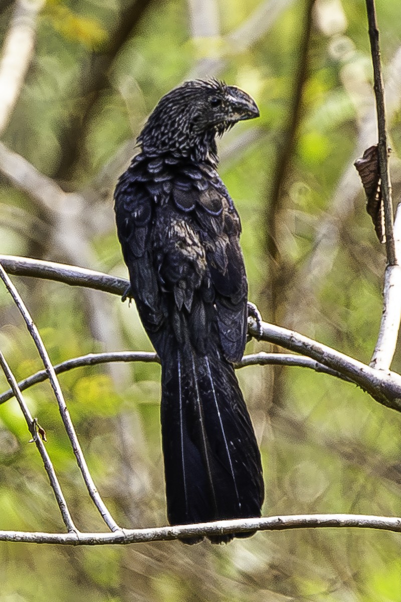 Smooth-billed Ani - ML650937237