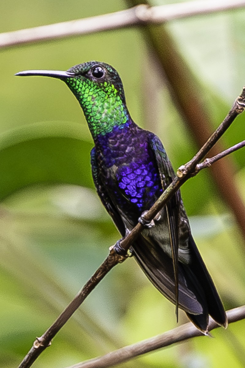 Fork-tailed Woodnymph - ML650937246