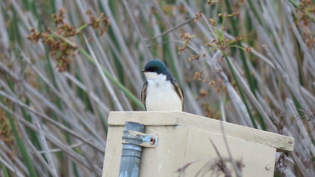 Tree Swallow - ML650937251