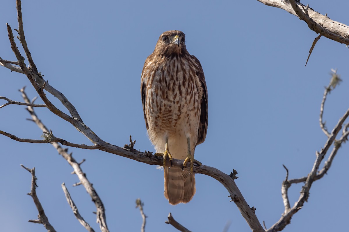 Red-shouldered Hawk - ML650937253