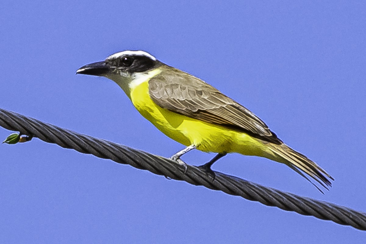 Boat-billed Flycatcher - ML650937307