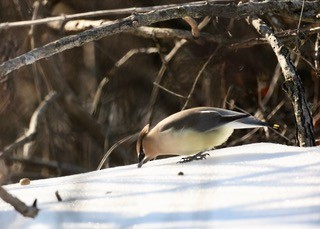 Cedar Waxwing - ML650937319
