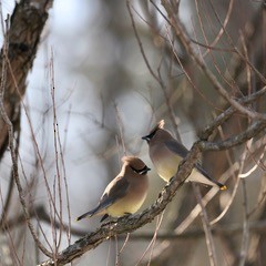 Cedar Waxwing - ML650937320
