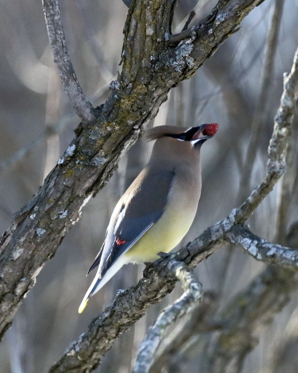 Cedar Waxwing - ML650937322