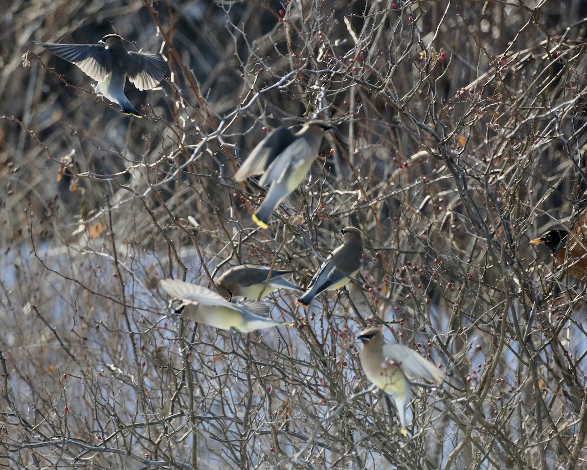Cedar Waxwing - ML650937323