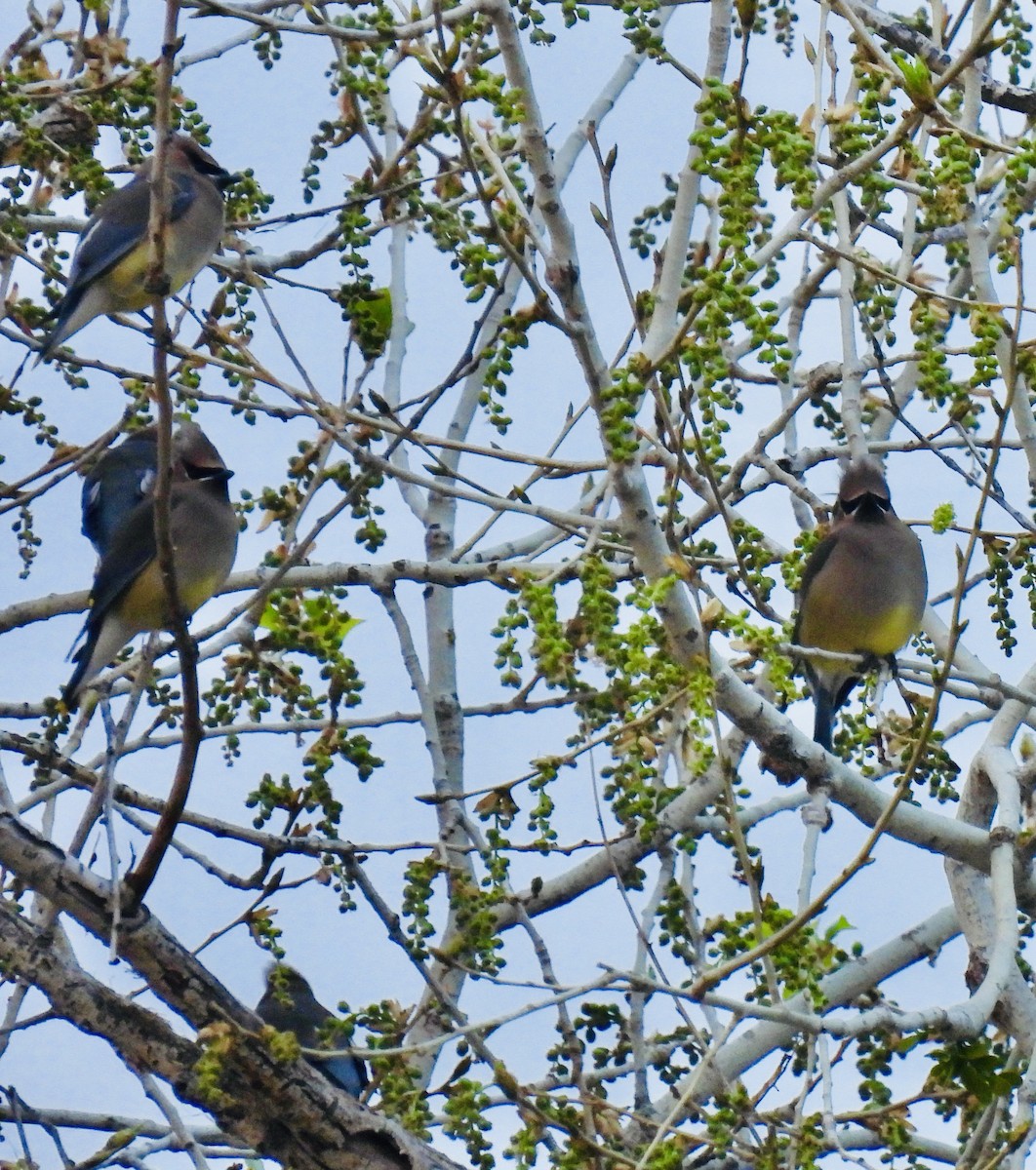 Cedar Waxwing - ML650937374