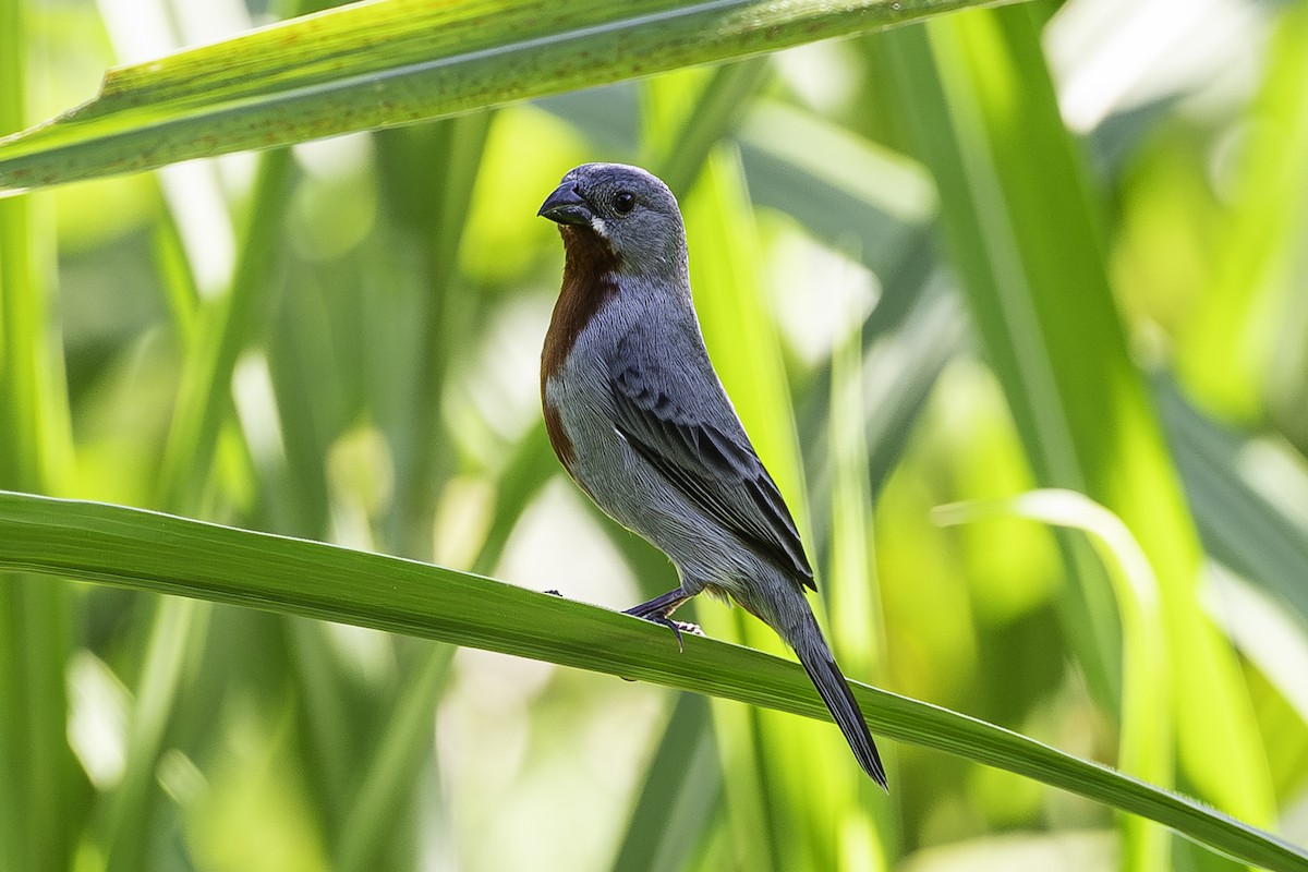 Chestnut-bellied Seedeater - ML650937396