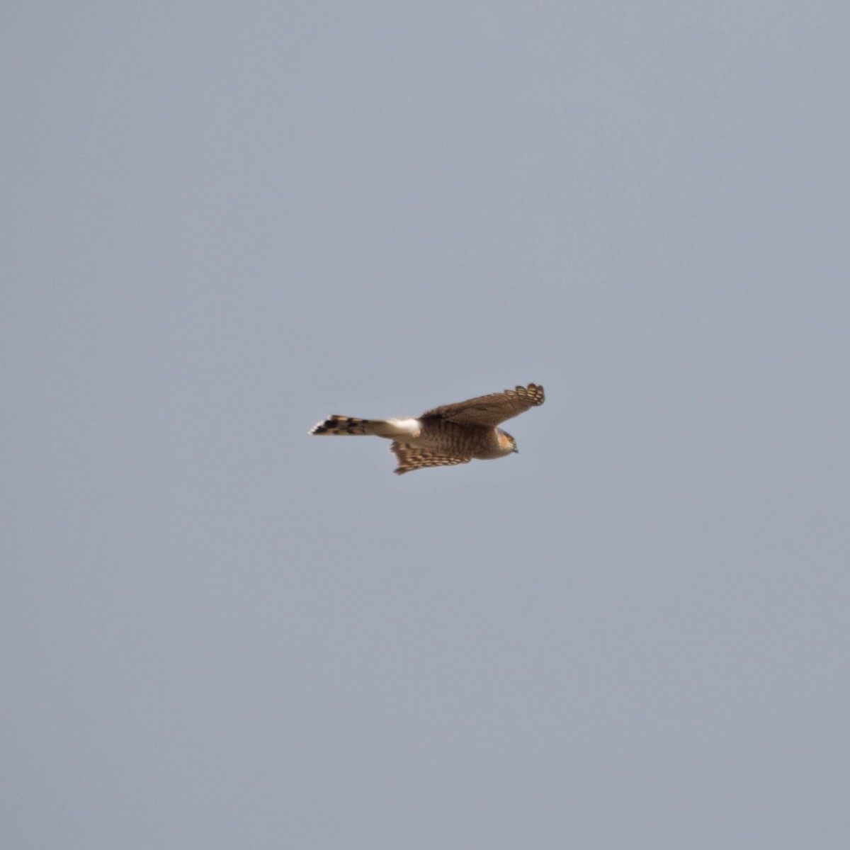 Яструб неоарктичний - ML650937430