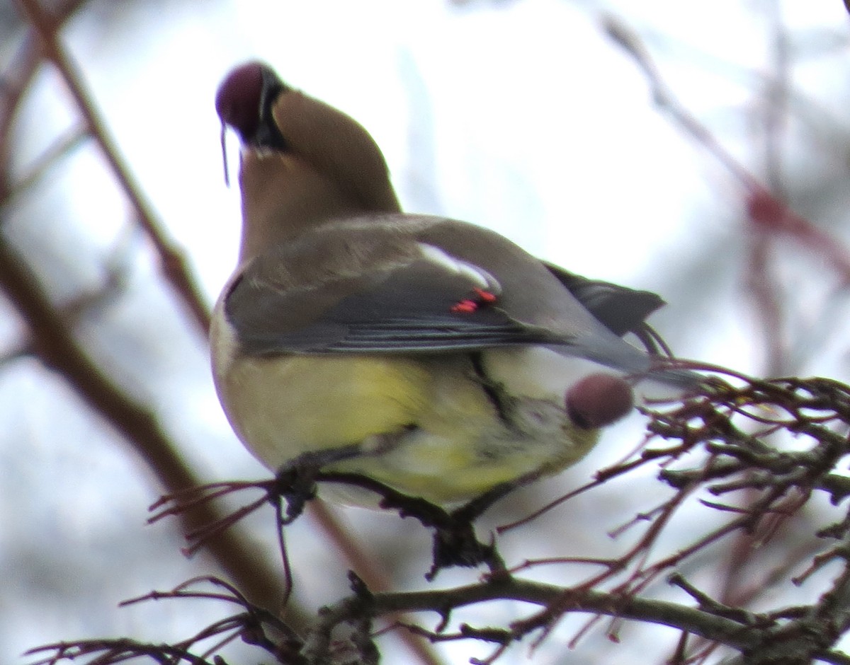 Cedar Waxwing - ML650937509
