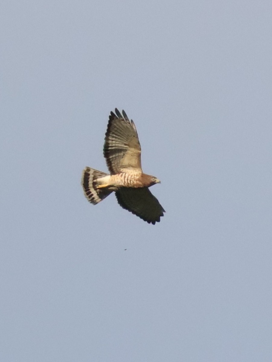 Broad-winged Hawk - ML650937622