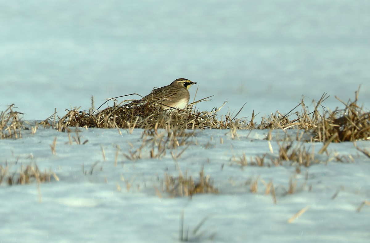Horned Lark - ML650937708