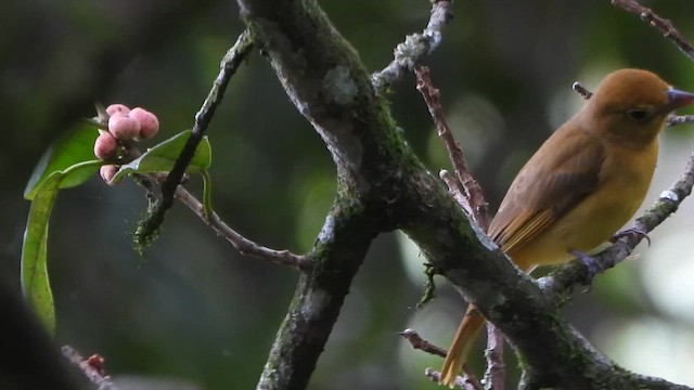 Summer Tanager - ML650937712