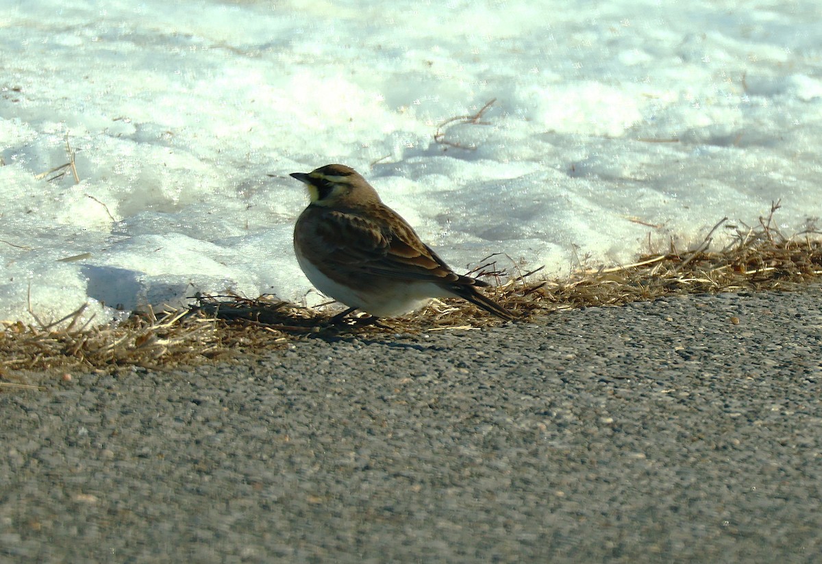 Horned Lark - ML650937749