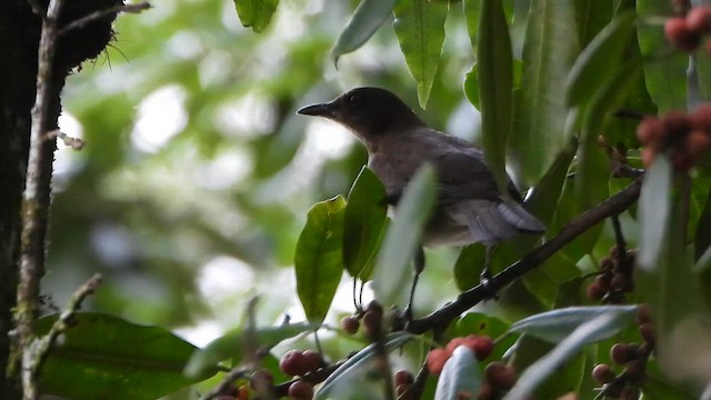 Black-billed Thrush - ML650937770