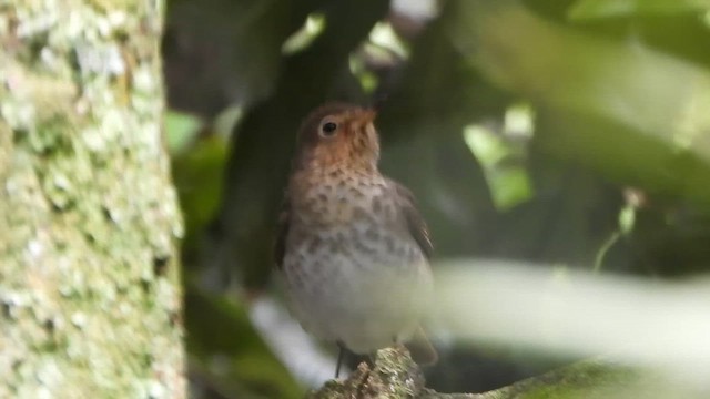 Swainson's Thrush - ML650938446
