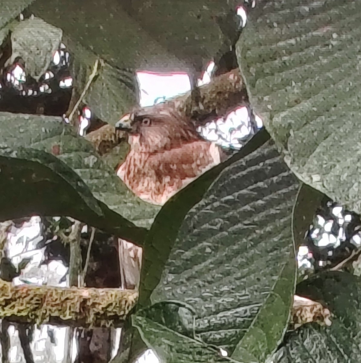 Broad-winged Hawk - ML650938457