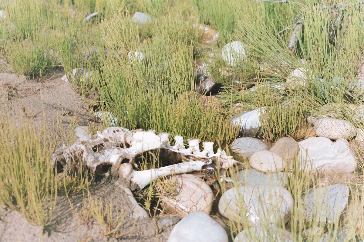 White-tailed Deer - ML650938735