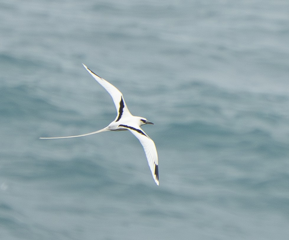 シラオネッタイチョウ - ML650939220