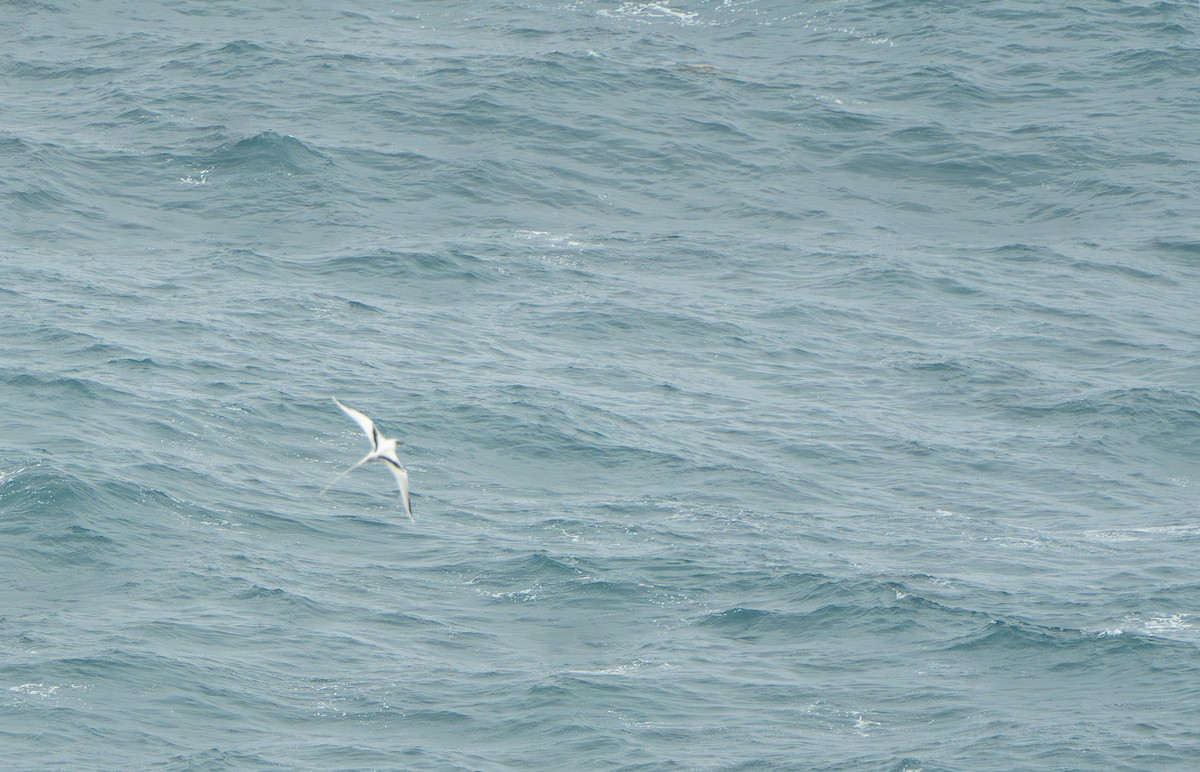 シラオネッタイチョウ - ML650939221