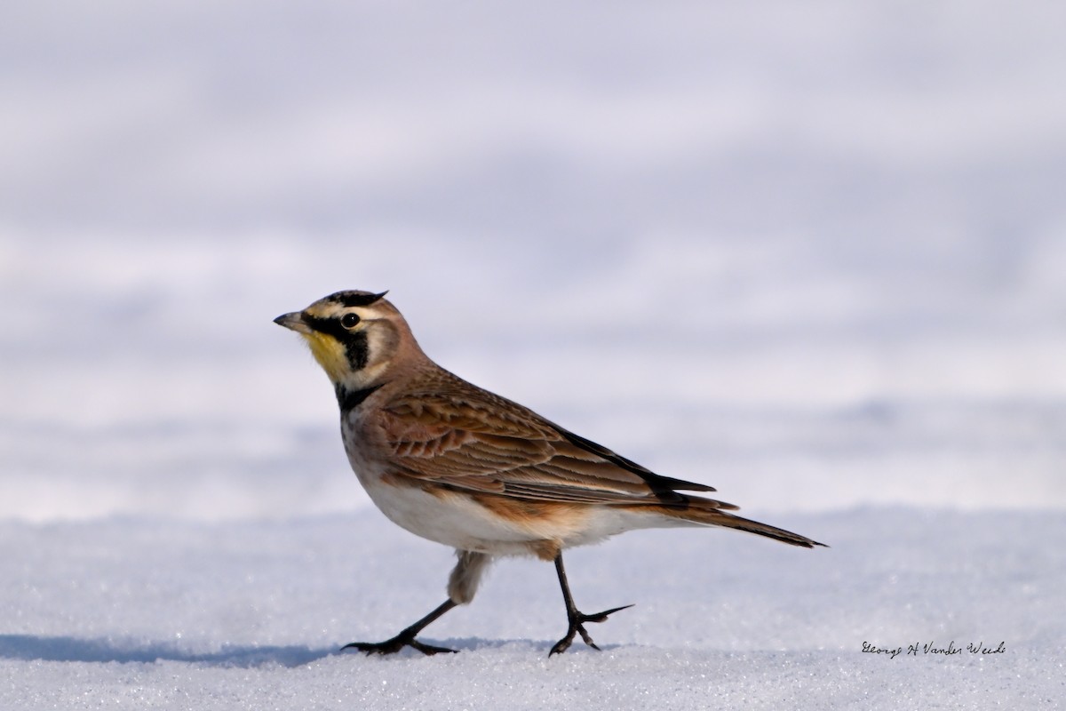 Horned Lark - ML650939426