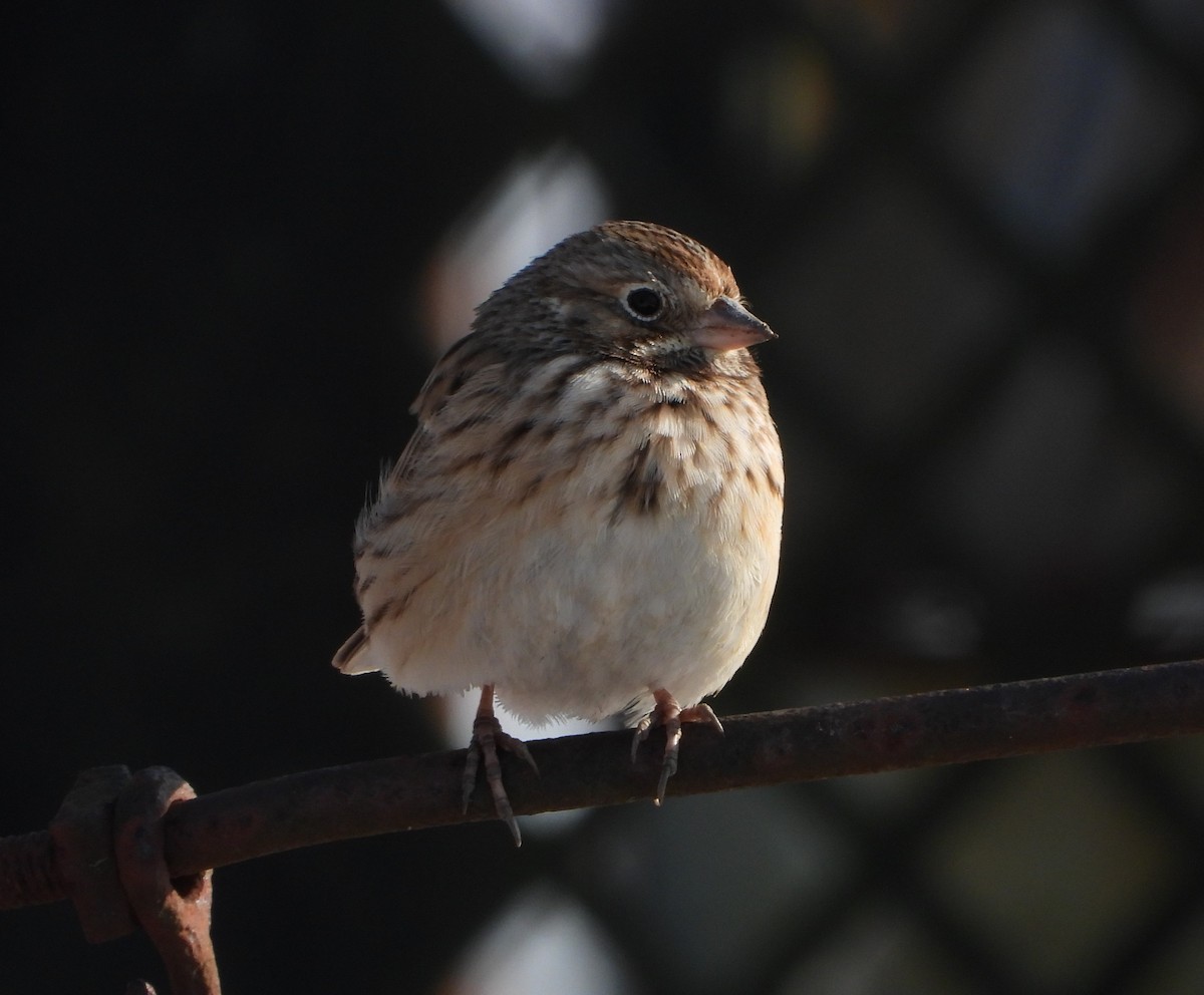 Akşamcı Serçe - ML650939593