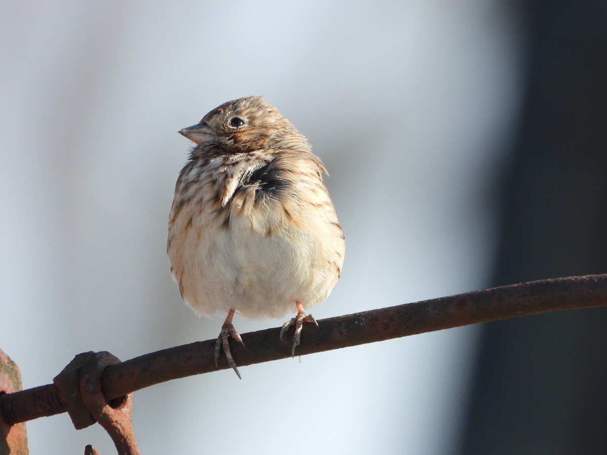 Akşamcı Serçe - ML650939631