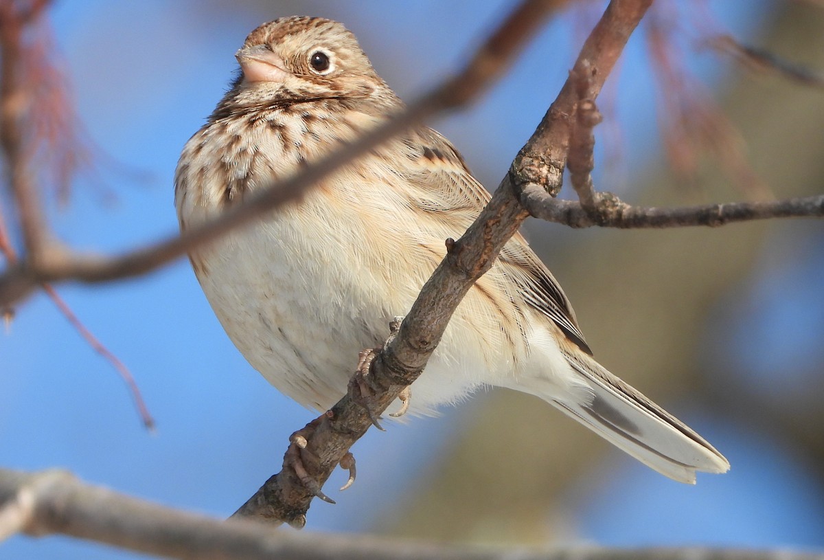 Akşamcı Serçe - ML650939726