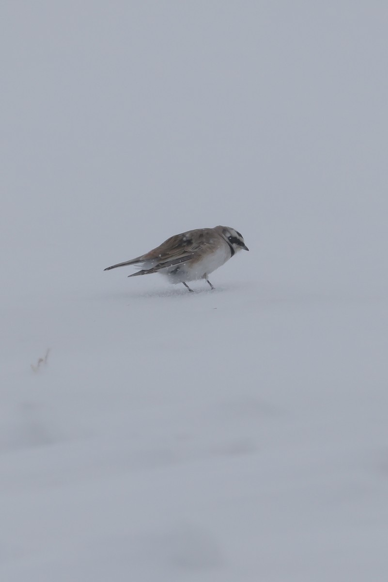Horned Lark - ML650939760