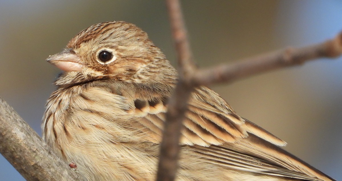 Akşamcı Serçe - ML650939882