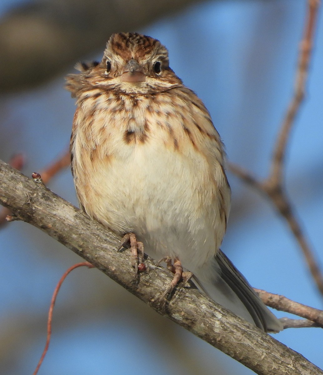 Akşamcı Serçe - ML650939887