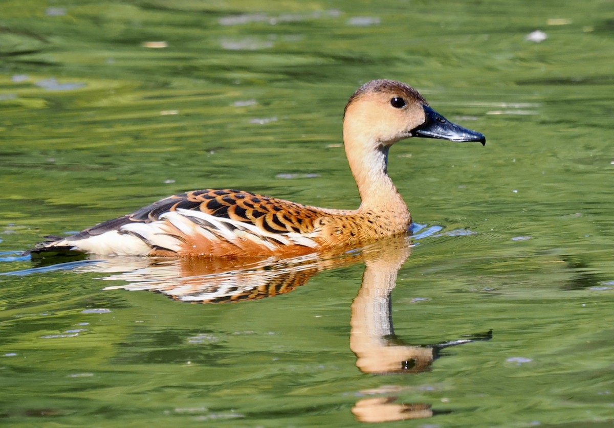 Wandering Whistling-Duck - ML650939934