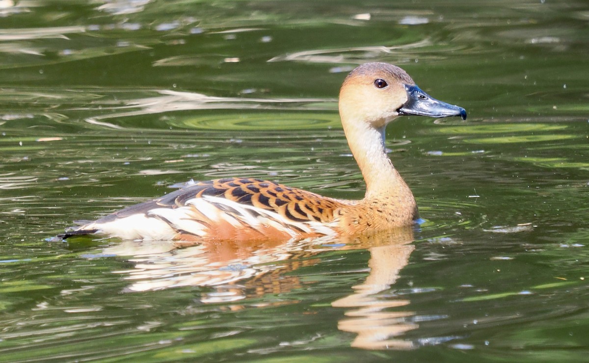 Wandering Whistling-Duck - ML650939936